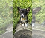 Small Photo #57 Pembroke Welsh Corgi Puppy For Sale in PERKINSVILLE, VT, USA