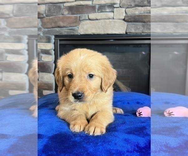 Medium Photo #2 Golden Retriever Puppy For Sale in NOBLESVILLE, IN, USA
