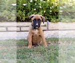 Small Photo #5 Boxer Puppy For Sale in Dana Point, CA, USA