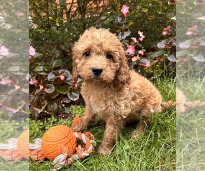 Cockapoo Puppy for sale in MIDDLEBURY, IN, USA