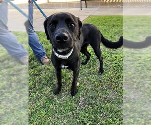 Labrador Retriever-Unknown Mix Dogs for adoption in Corpus Christi, TX, USA