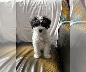 Schnauzer (Miniature) Puppy for sale in WATERFORD, MI, USA