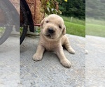 Small #2 Golden Retriever