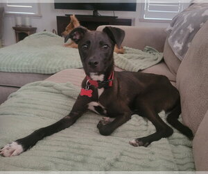 Talon - Male Chihuahua-Unknown Mix Dog for Adoption - Photo #2