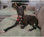 Small #1 Chihuahua Mix