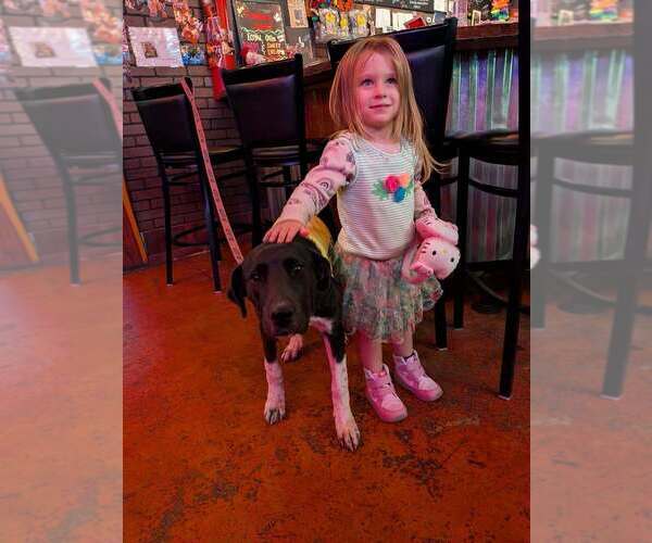 Medium Photo #3 Great Dane-Greater Swiss Mountain Dog Mix Puppy For Sale in garner, NC, USA