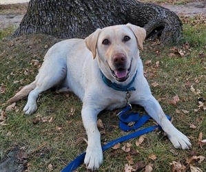Mother of the Labrador Retriever puppies born on 05/11/2025