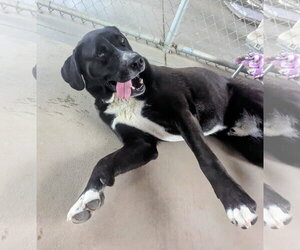 Mutt Dogs for adoption in Emmett, ID, USA