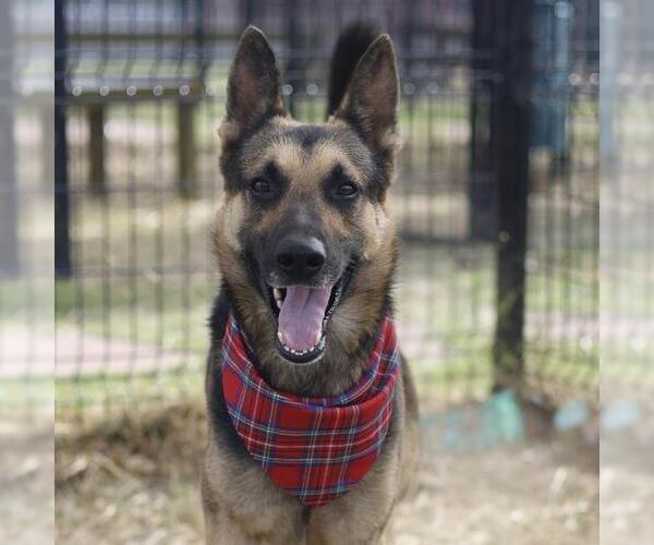 Medium Photo #1 German Shepherd Dog-Unknown Mix Puppy For Sale in San Antonio, TX, USA