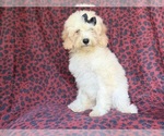 Small #3 Cockapoo (Miniature)