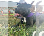 Small #2 Bulldog Mix