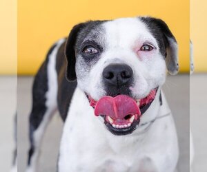 Boglen Terrier Dogs for adoption in Pasadena, CA, USA