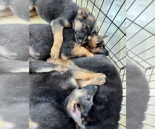 Medium Photo #2 German Shepherd Dog Puppy For Sale in PITTSBORO, IN, USA