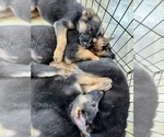 Small Photo #2 German Shepherd Dog Puppy For Sale in PITTSBORO, IN, USA