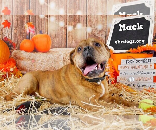 Medium Photo #5 Olde Bulldog Puppy For Sale in Rockaway, NJ, USA