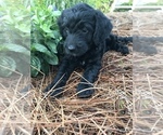 Small Photo #6 Goldendoodle Puppy For Sale in PINEHURST, NC, USA