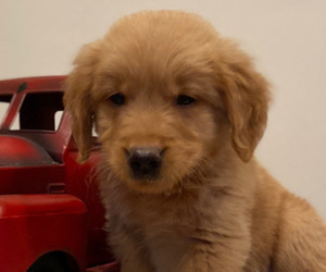 Golden Retriever Puppy for sale in COLUMBUS, IN, USA