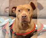 Small #3 American Pit Bull Terrier
