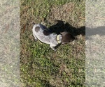 Small Photo #25 German Shorthaired Pointer Puppy For Sale in ELIZABETH CITY, NC, USA