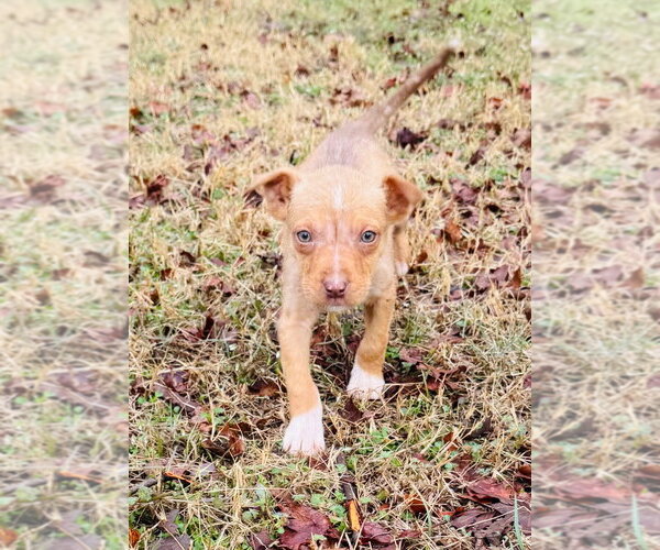 Medium Photo #4 Australian Shepherd-Unknown Mix Puppy For Sale in Claremore, OK, USA