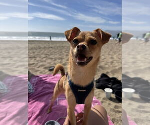 Chug Dogs for adoption in Pacifica, CA, USA