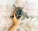 Small French Bulldog