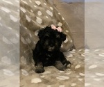 Small Photo #5 Schnauzer (Miniature) Puppy For Sale in HELENA, AR, USA