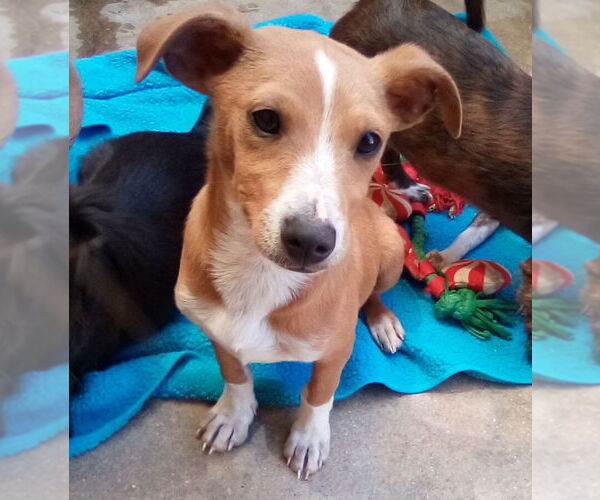 Medium Photo #15 Italian Greyhound-Jack Russell Terrier Mix Puppy For Sale in Apple Valley, CA, USA