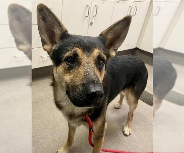 Medium Photo #1 German Shepherd Dog-Unknown Mix Puppy For Sale in HESPERIA, CA, USA