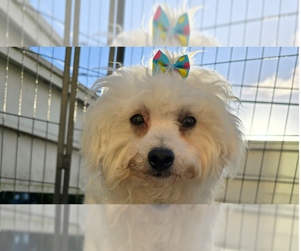 Medium Photo #12 Maltipoo (Miniature) Puppy For Sale in Pacifica, CA, USA