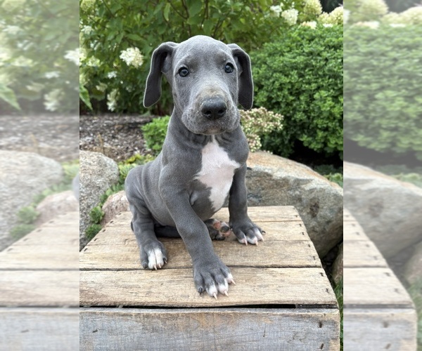 Medium Photo #1 Great Dane Puppy For Sale in MIDDLEBURY, IN, USA