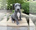Small Great Dane