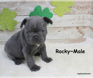 French Bulldog Puppy for sale in MAPLE HILL, KS, USA