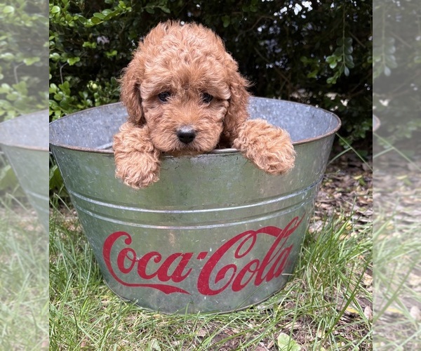 Medium Photo #3 Cockapoo (Miniature) Puppy For Sale in MIDDLEBURY, IN, USA