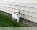 Small Photo #2 Poodle (Miniature) Puppy For Sale in MILLERSBURG, IN, USA