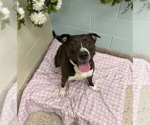 Mutt Dogs for adoption in Brighton, CO, USA