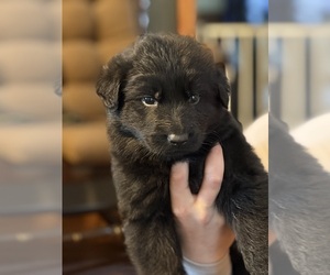 German Shepherd Dog Puppy for sale in ELIZABETH, PA, USA