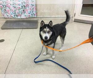 Siberian Husky Dogs for adoption in Riverside, CA, USA