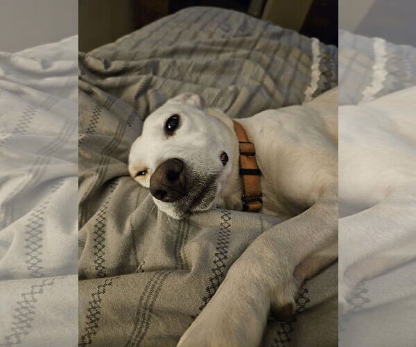 Medium Photo #3 American Staffordshire Terrier-Labrador Retriever Mix Puppy For Sale in Arlington, VA, USA