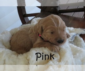 Goldendoodle Puppy for sale in PERRYSVILLE, OH, USA