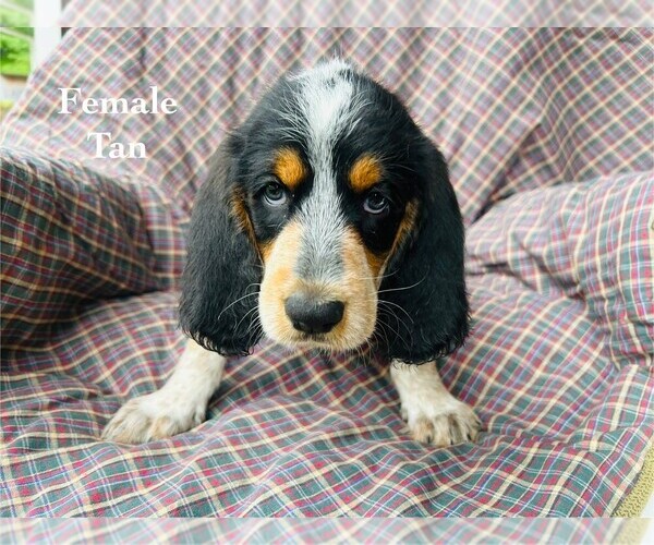Medium Photo #38 Bernedoodle-Bluetick Coonhound Mix Puppy For Sale in RINGTOWN, PA, USA