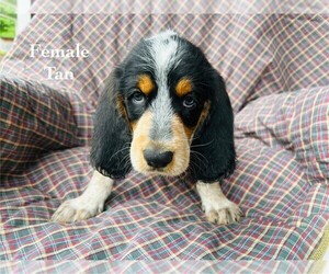 Medium Bernedoodle-Bluetick Coonhound Mix