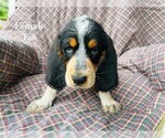 Puppy 9 Bernedoodle-Bluetick Coonhound Mix