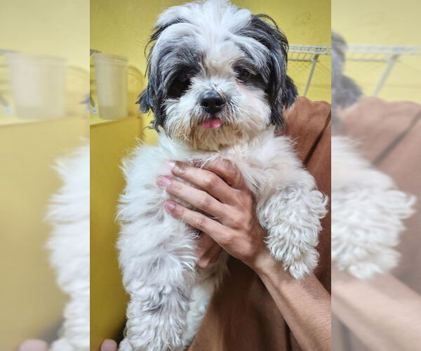Medium Photo #2 Shih Tzu Puppy For Sale in Weston, FL, USA