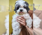 Small #1 Shih Tzu