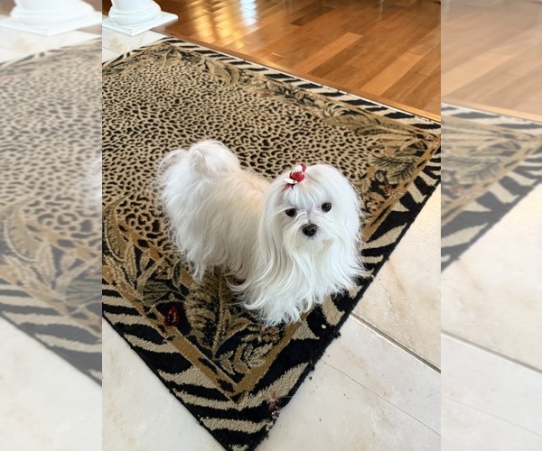 Medium Photo #1 Maltese Puppy For Sale in LANCASTER, PA, USA