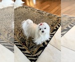 Small Photo #1 Maltese Puppy For Sale in LANCASTER, PA, USA