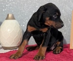 Small #9 Doberman Pinscher