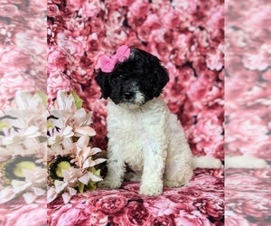 Poodle (Miniature)-Sheepadoodle Mix Puppy for sale in GLEN ROCK, PA, USA