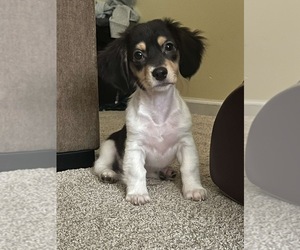 Chiweenie Puppy for sale in MC DONALD, PA, USA